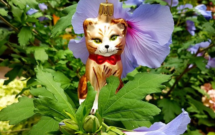 Katze 2 t